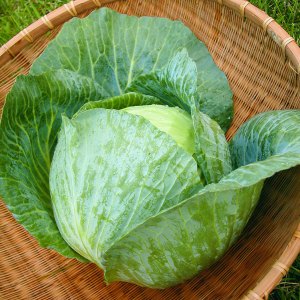 picture of a cabbage