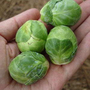 picture of brussel sprouts